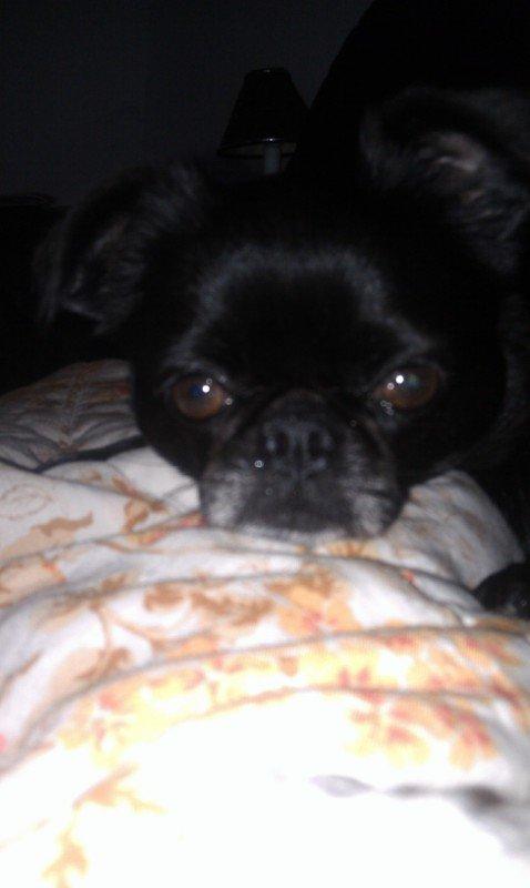 Griffon petit brabancon Malle billede 1