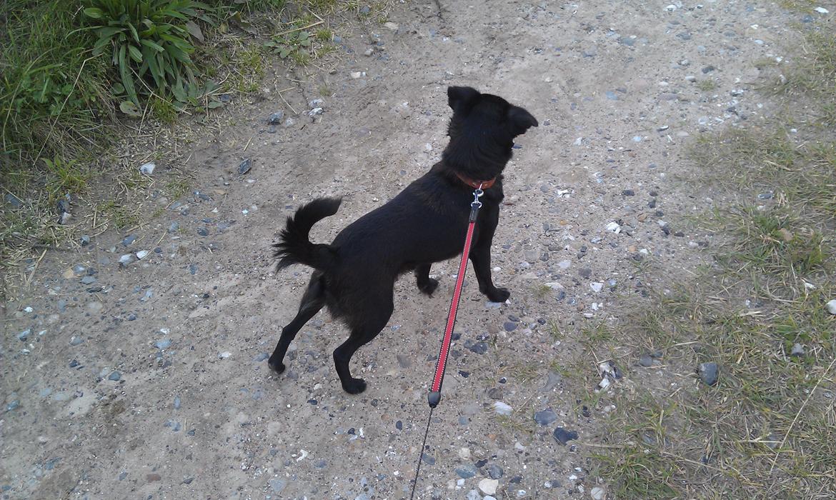 Griffon petit brabancon Malle billede 3