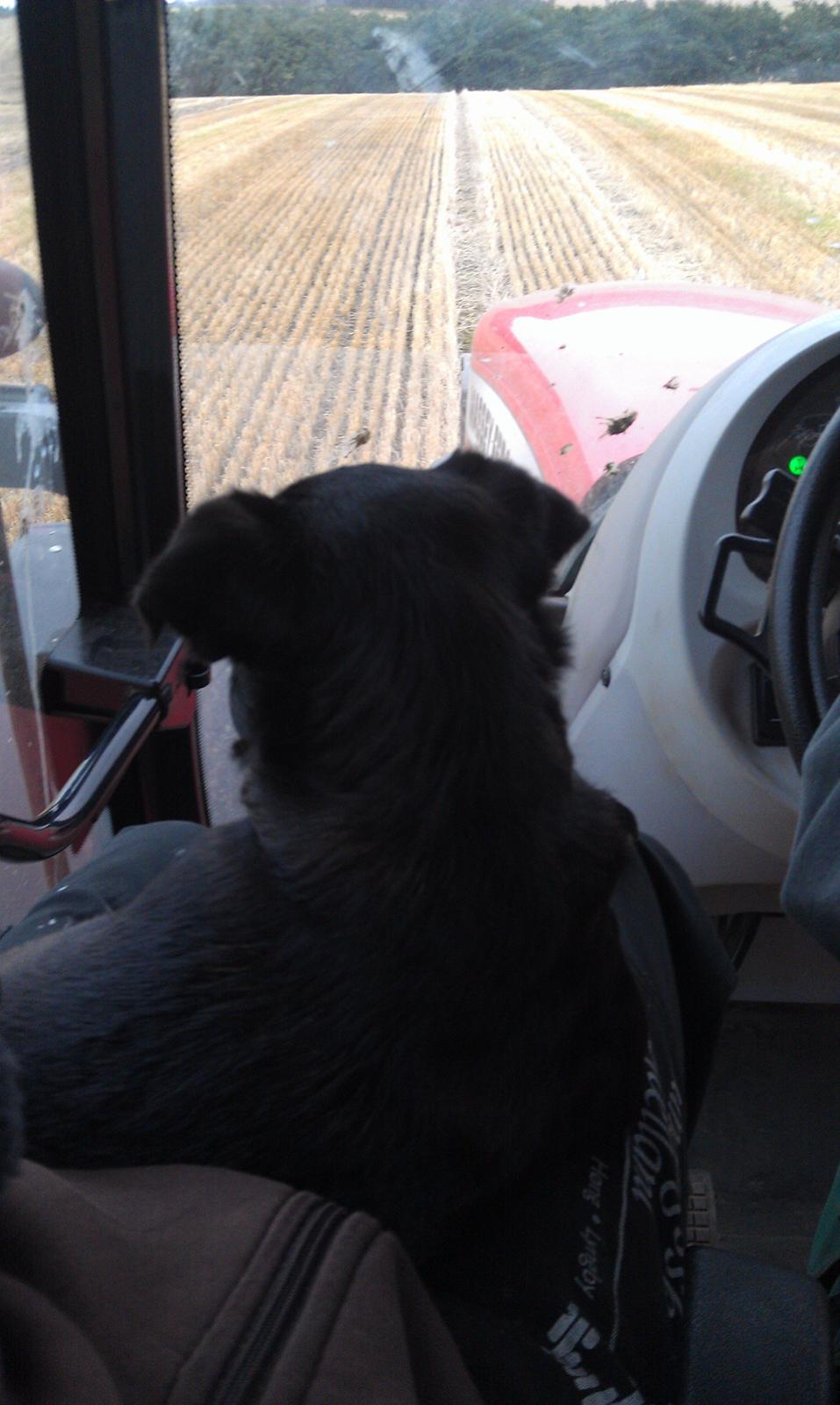 Griffon petit brabancon Malle billede 4