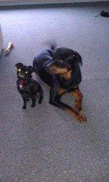 Griffon petit brabancon Malle billede 5