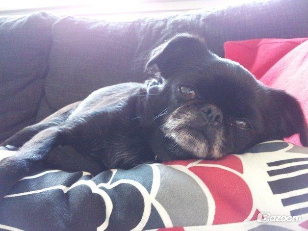 Griffon petit brabancon Malle billede 6