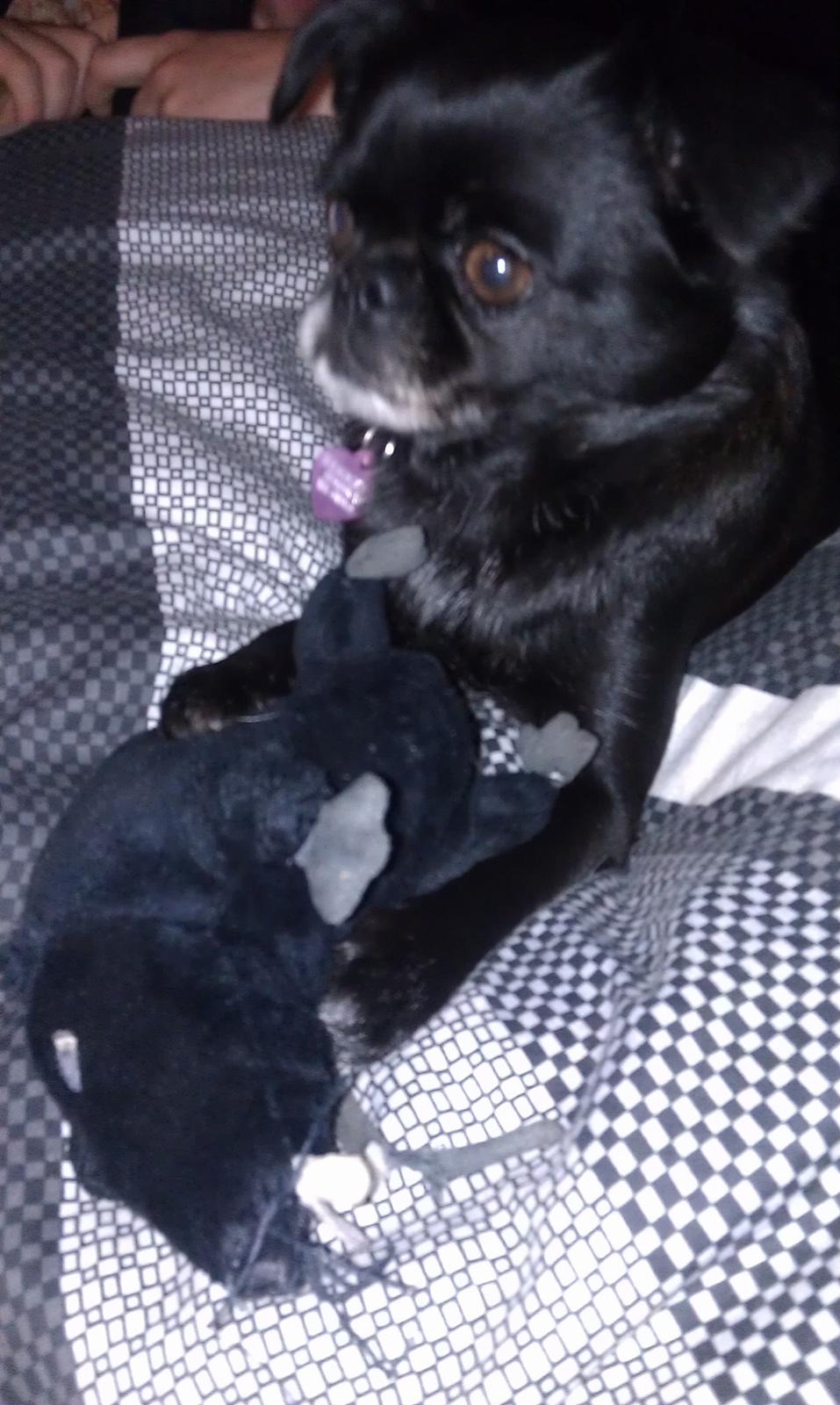 Griffon petit brabancon Malle billede 7