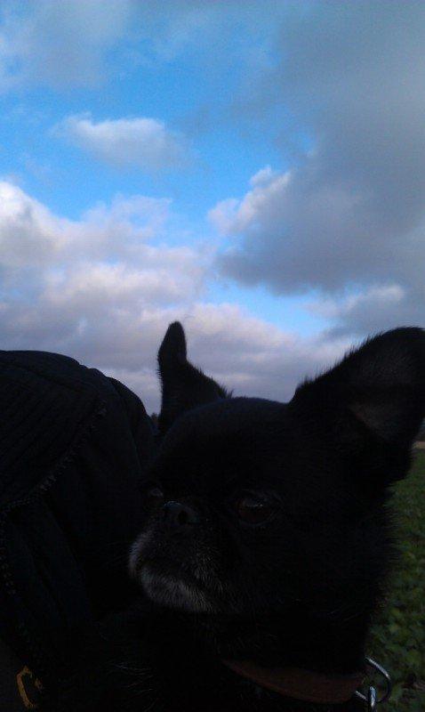 Griffon petit brabancon Malle billede 8