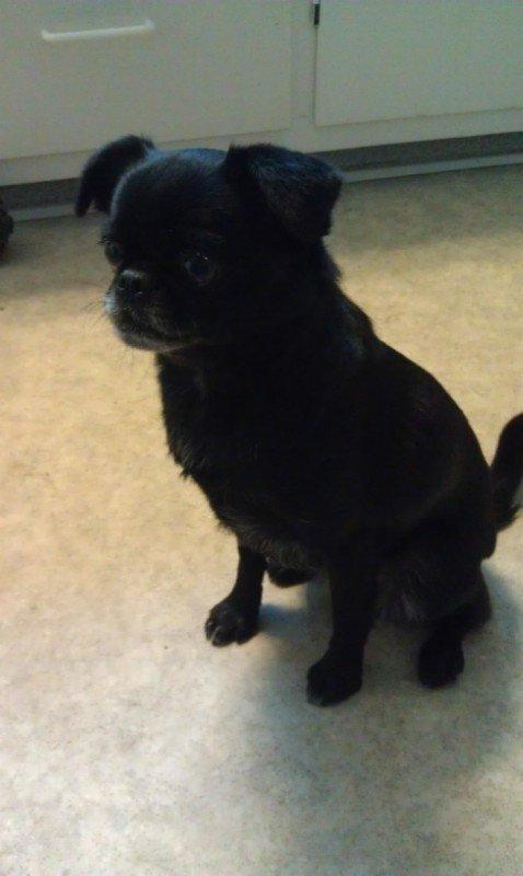 Griffon petit brabancon Malle billede 9