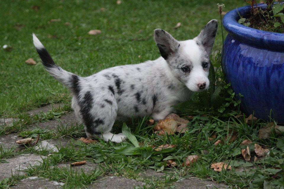 Welsh corgi cardigan Hottie billede 9