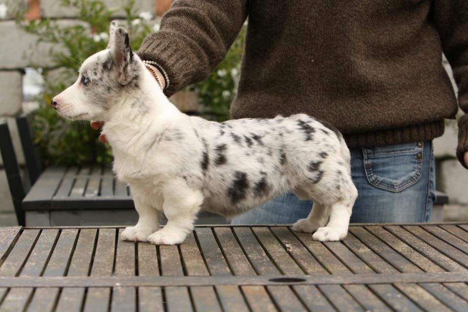 Welsh corgi cardigan Hottie billede 10