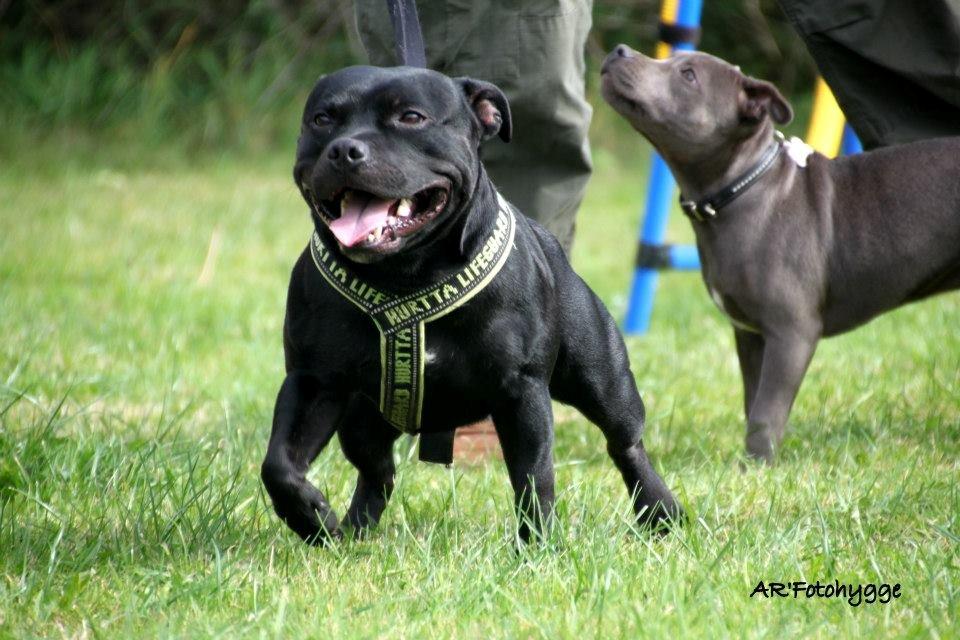 Staffordshire bull terrier Marley billede 3