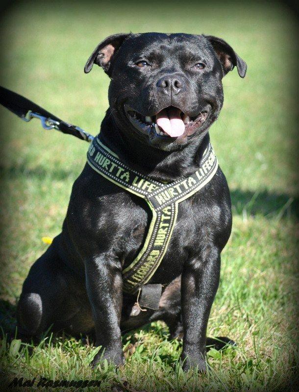 Staffordshire bull terrier Marley - Marley 22 mdr. billede 1