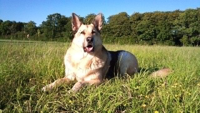 Schæferhund Yoda R.I.P billede 12