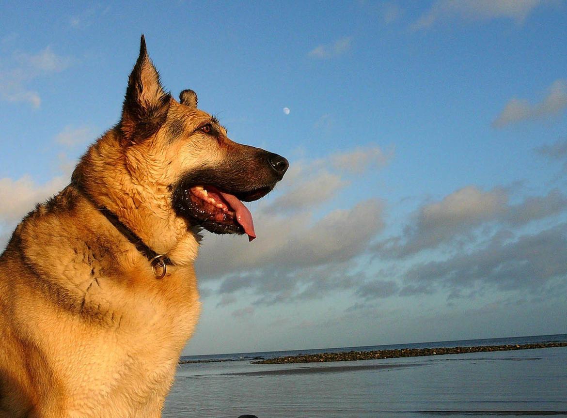 Schæferhund Yoda R.I.P - min flotte fyr ;-) billede 2