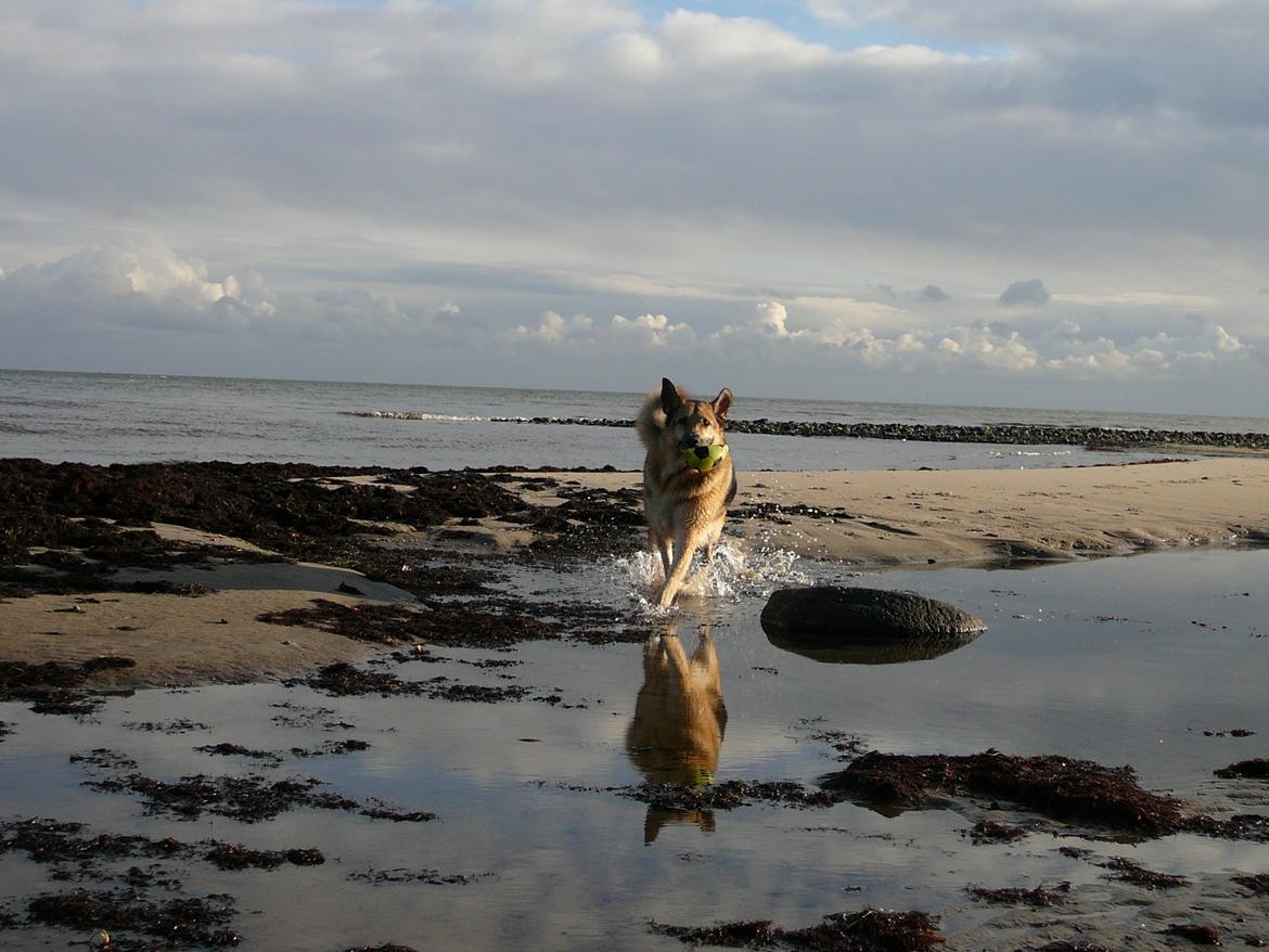 Schæferhund Yoda R.I.P billede 13