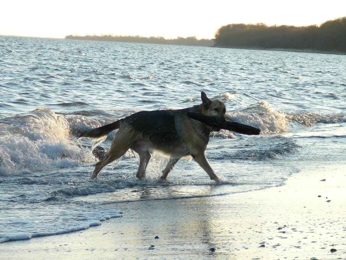 Schæferhund Yoda R.I.P - Vand er et kæmpe hit...  billede 14