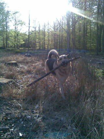 Schæferhund Yoda R.I.P billede 15