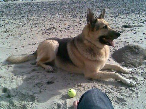 Schæferhund Yoda R.I.P billede 16