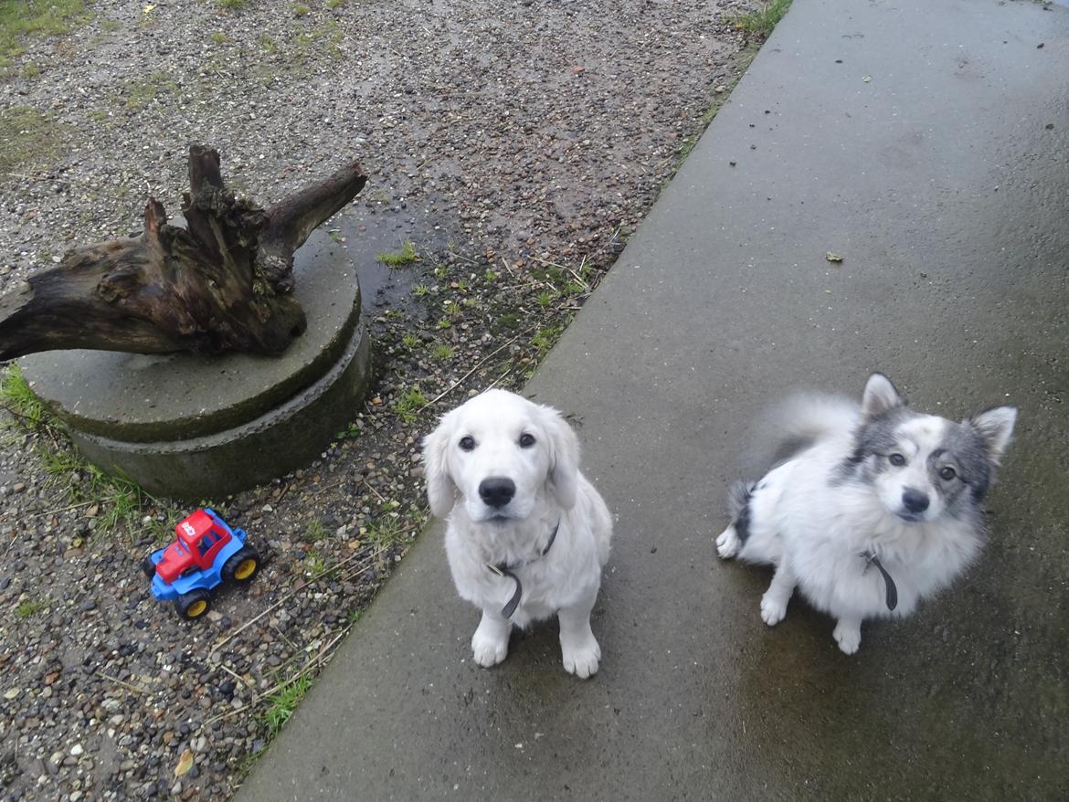 Blanding af racer Perry - Perry med sin ven Banjo - vores plejebarn :-) billede 15