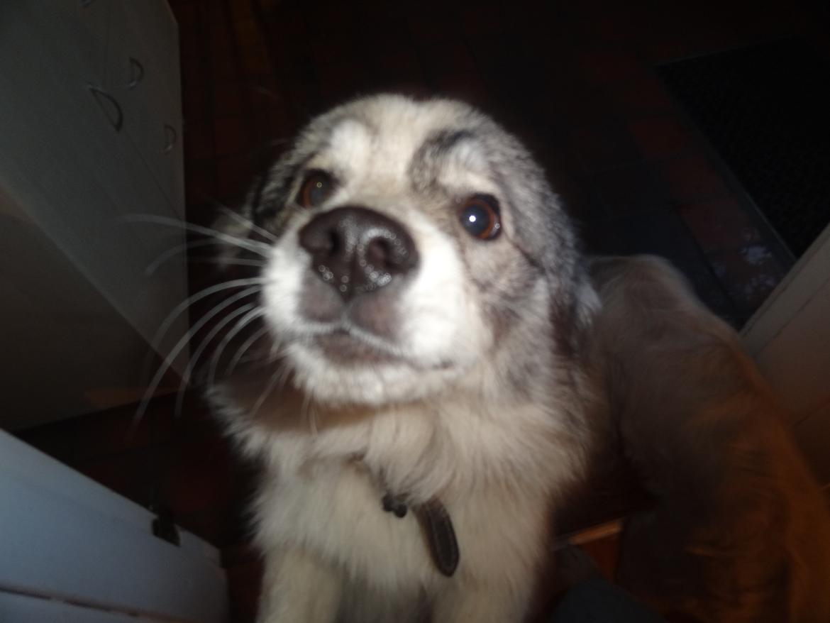 Blanding af racer Perry - Hvad mener du med, at du ikke kan tage billeder, når jeg hopper op? billede 16