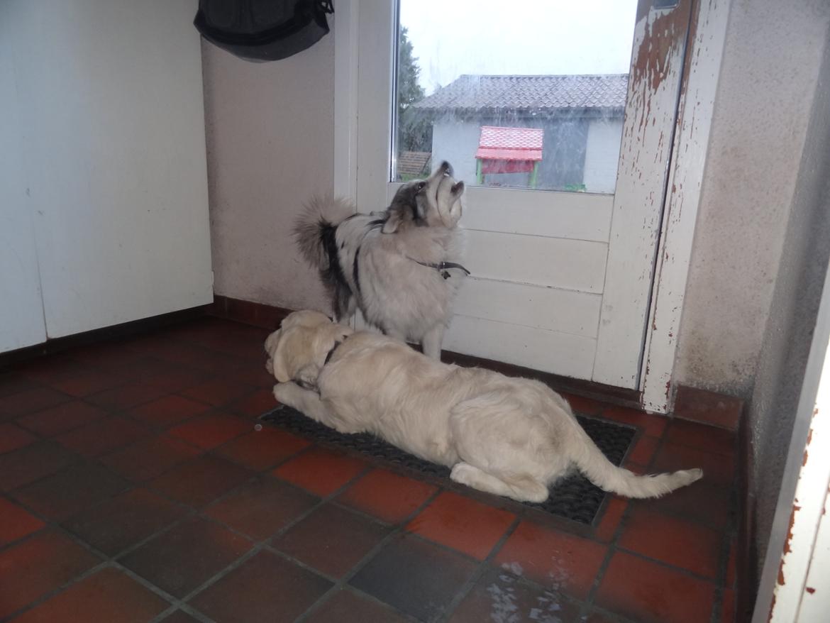 Blanding af racer Perry billede 17