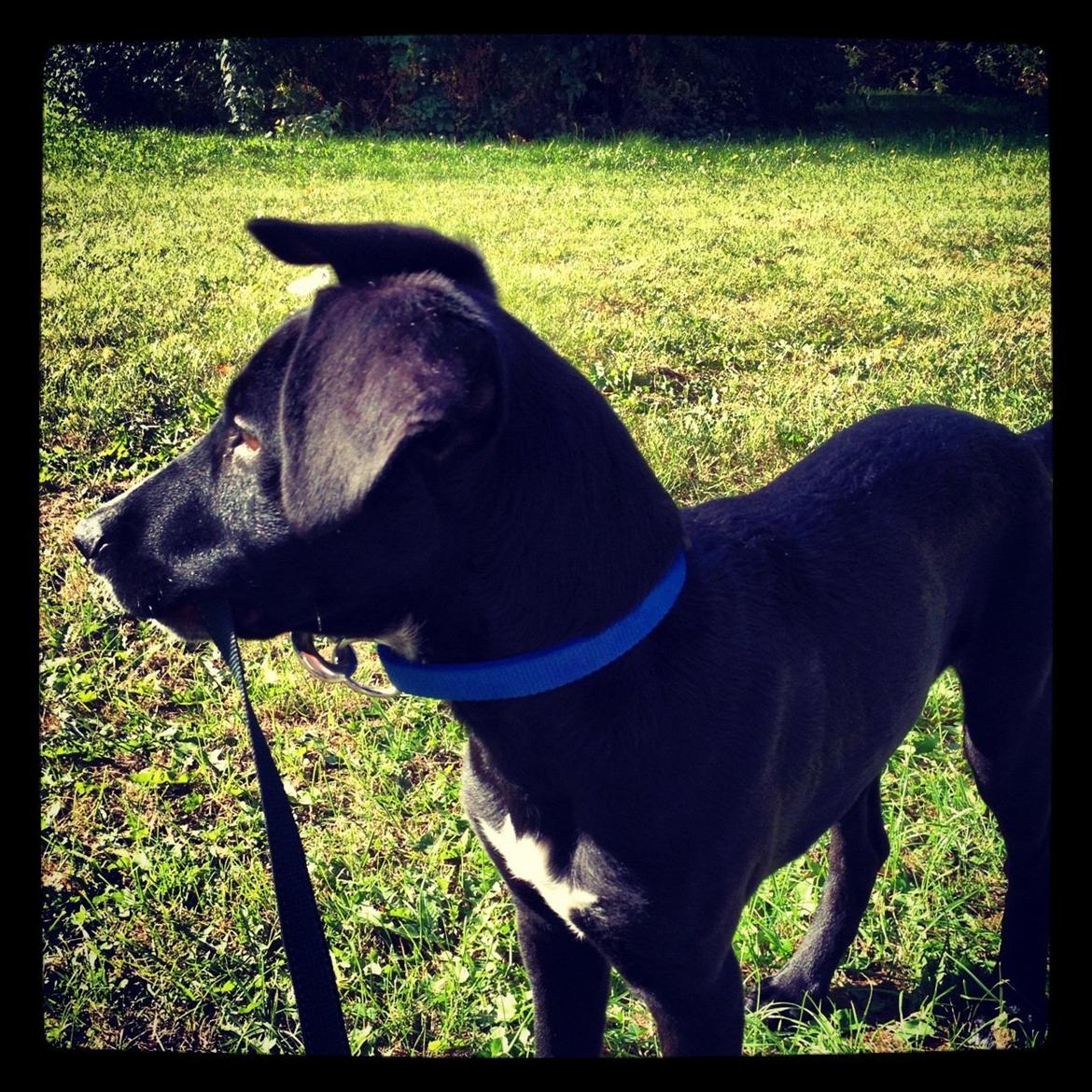 Blanding af racer Manse billede 1