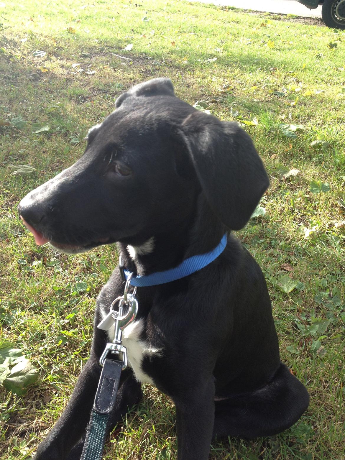 Blanding af racer Manse billede 2