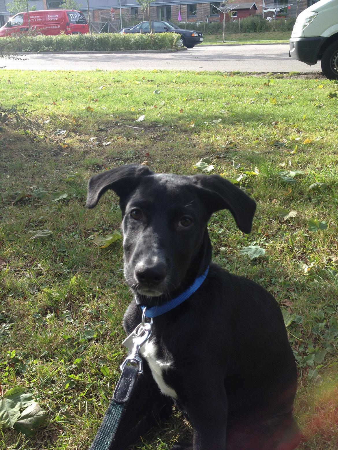 Blanding af racer Manse billede 3