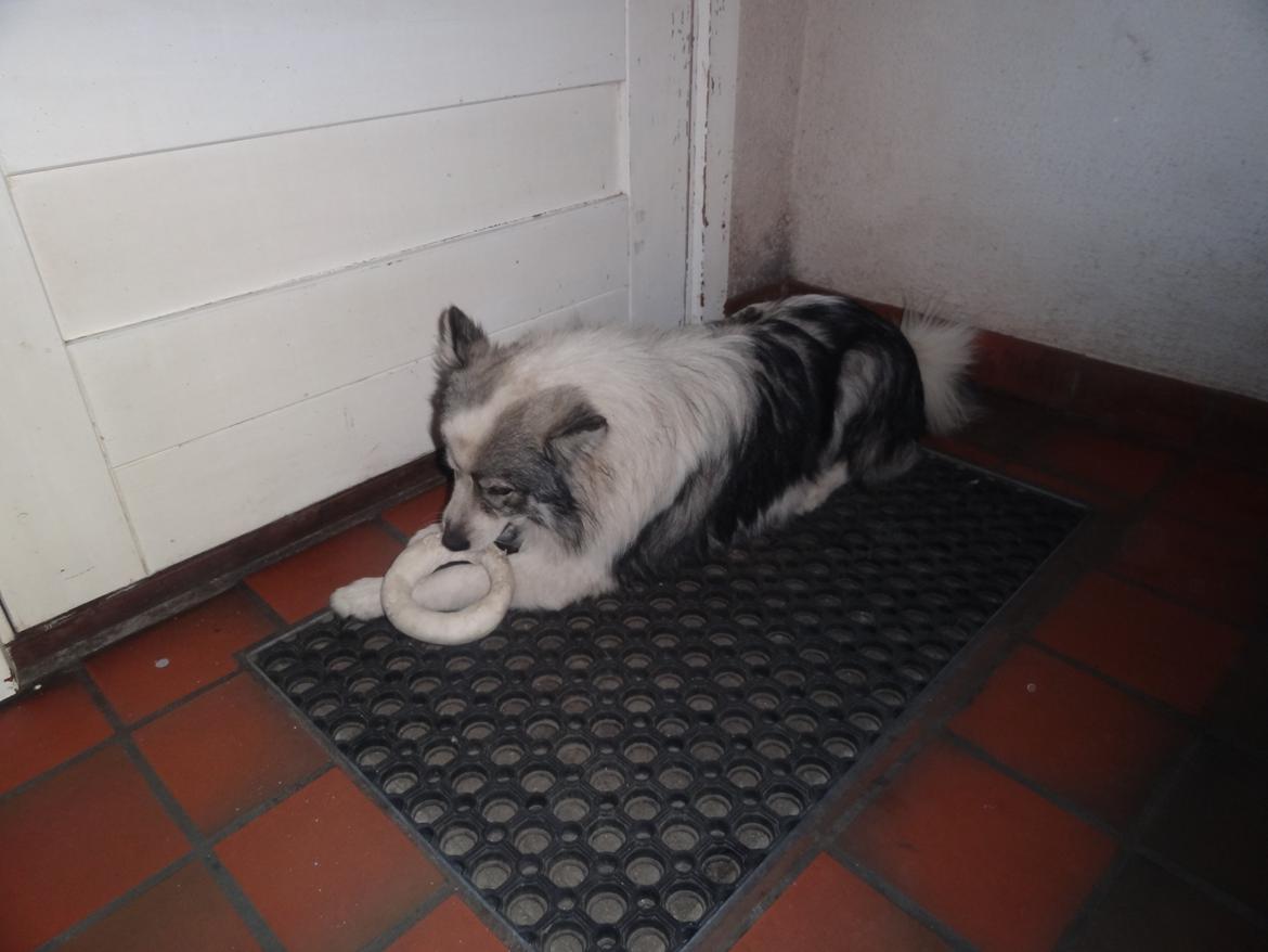 Blanding af racer Perry billede 18