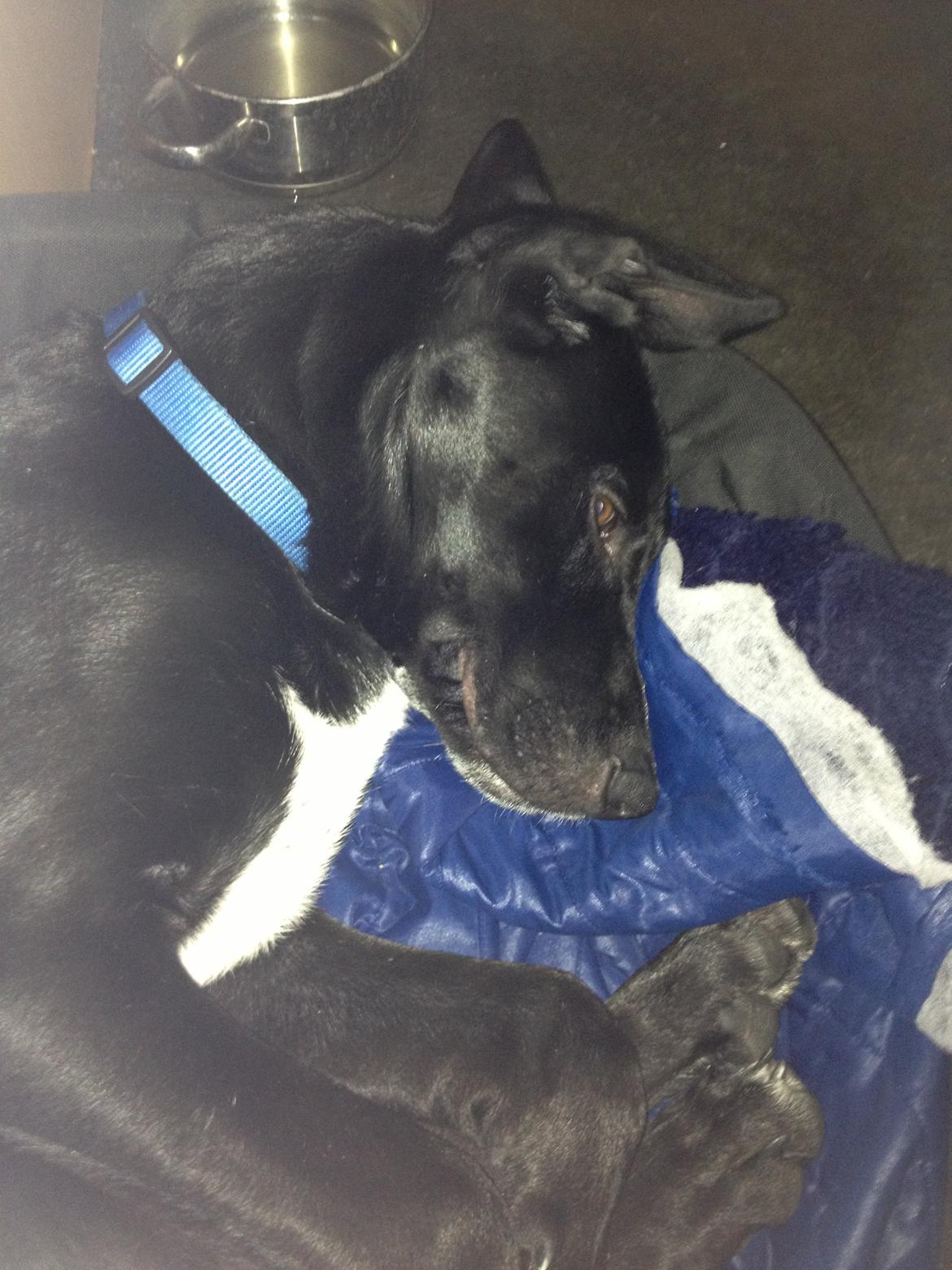 Blanding af racer Manse billede 4