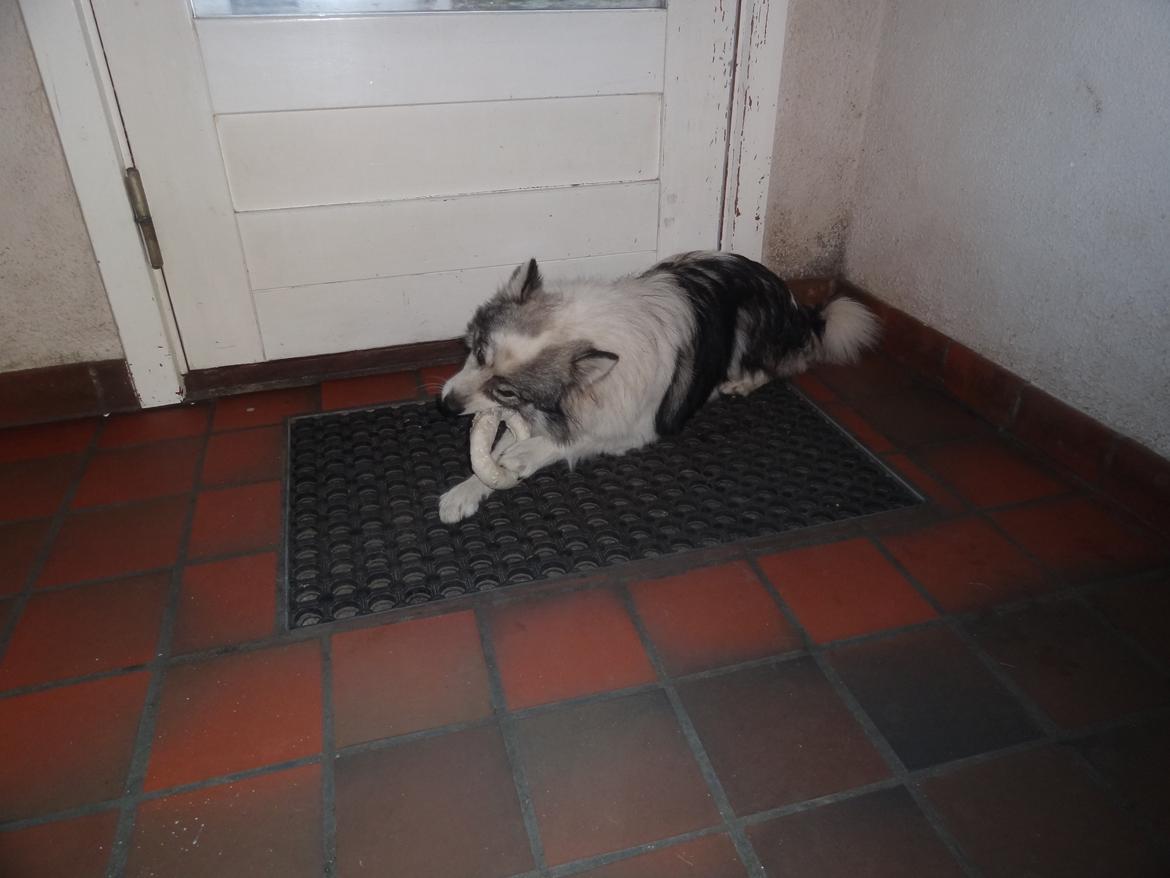 Blanding af racer Perry billede 19