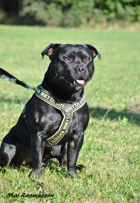 Staffordshire bull terrier Marley billede 4