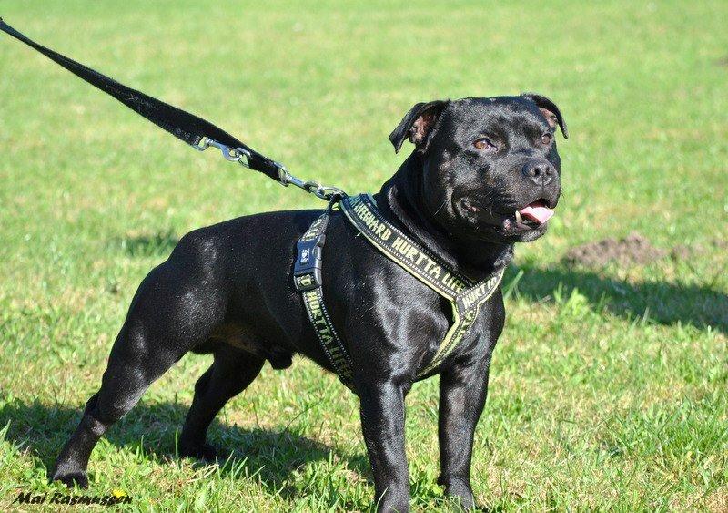 Staffordshire bull terrier Marley billede 5