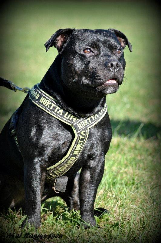 Staffordshire bull terrier Marley billede 9