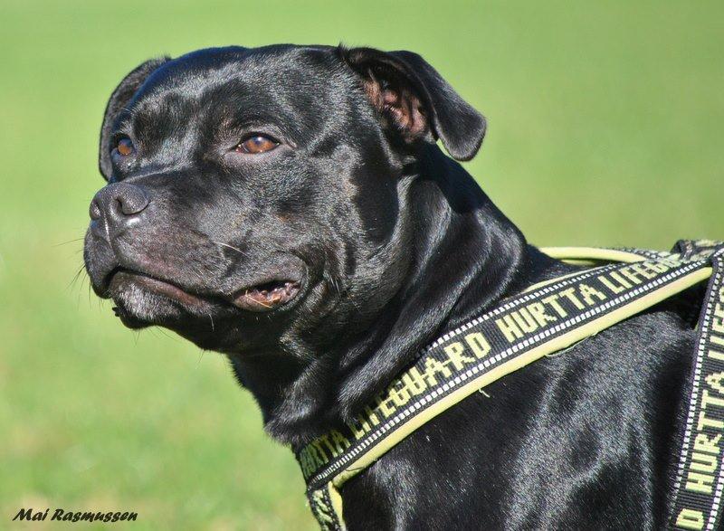 Staffordshire bull terrier Marley billede 6