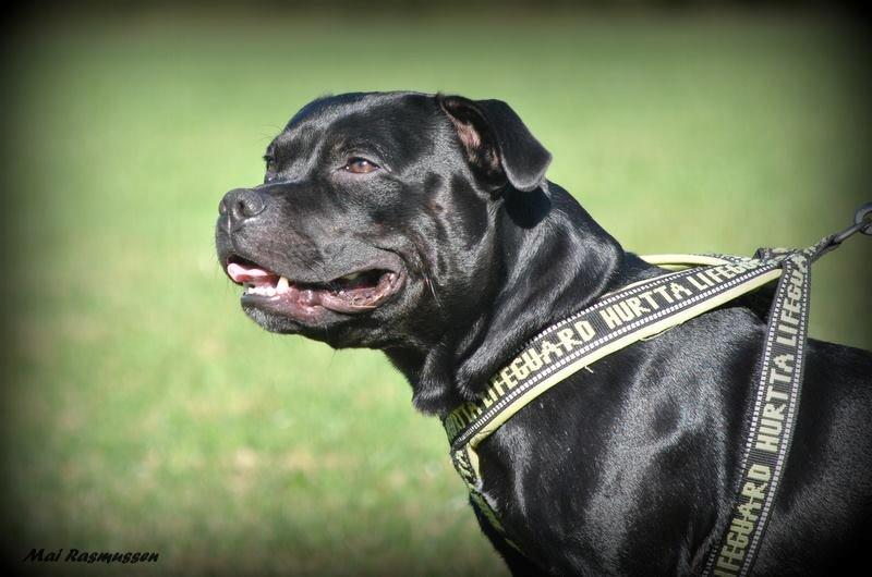 Staffordshire bull terrier Marley billede 7