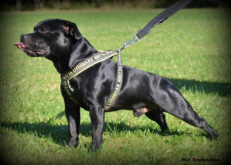 Staffordshire bull terrier Marley billede 2