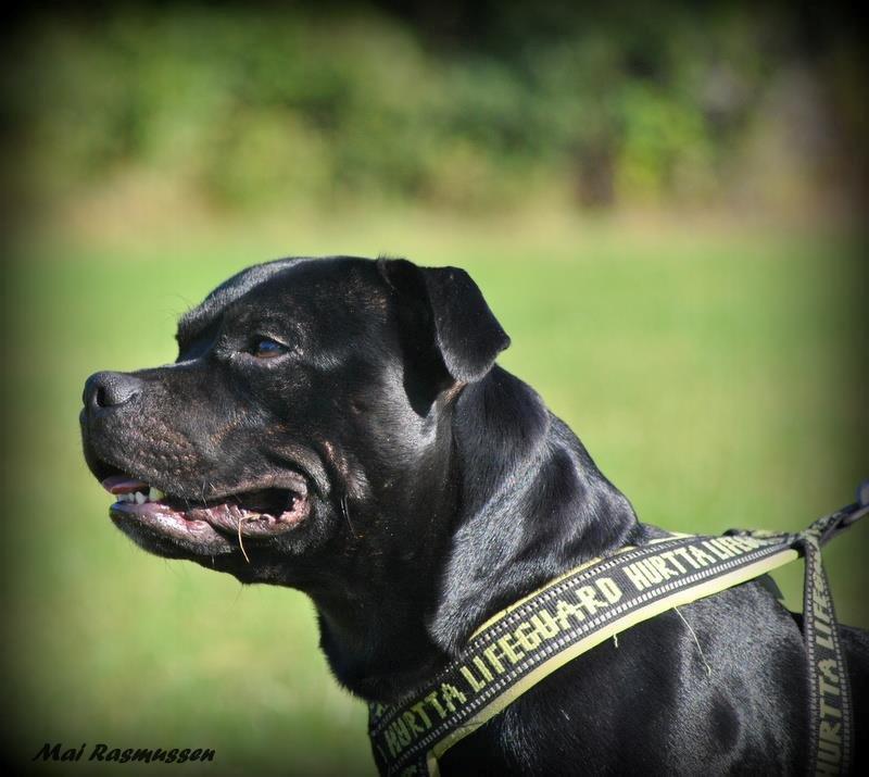 Staffordshire bull terrier Marley billede 11