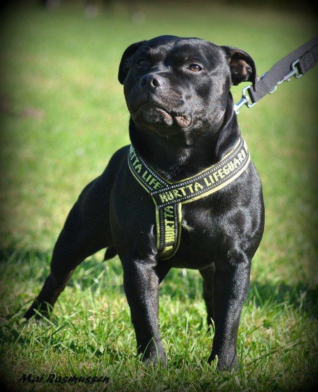 Staffordshire bull terrier Marley billede 8