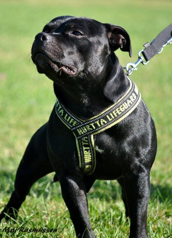 Staffordshire bull terrier Marley billede 12