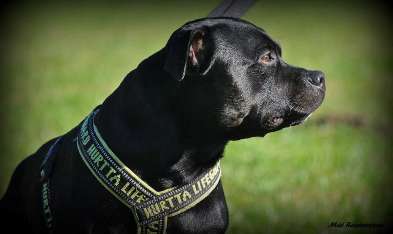 Staffordshire bull terrier Marley billede 10