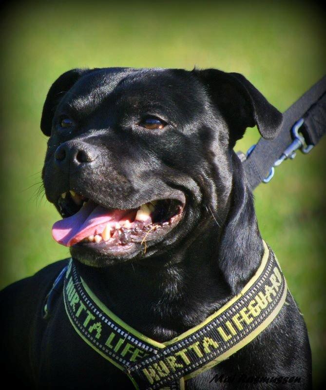 Staffordshire bull terrier Marley billede 13