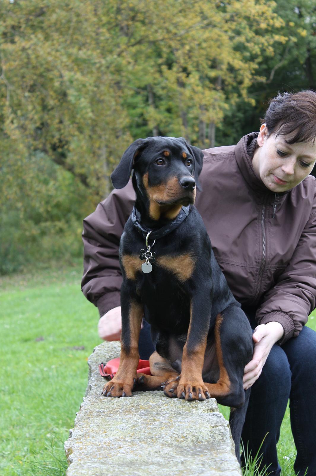 Rottweiler Kato Aflivet grundet AD/HD d. 15/4-13 - På skovtur billede 9