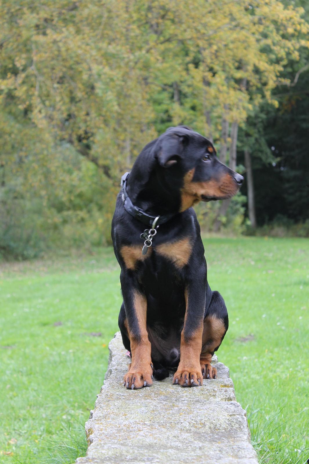 Rottweiler Kato Aflivet grundet AD/HD d. 15/4-13 billede 11