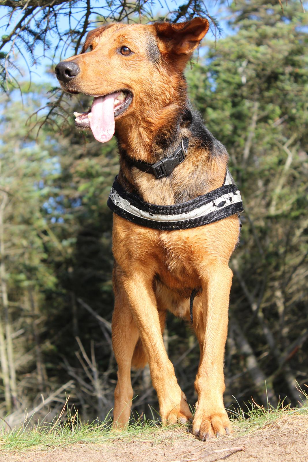 Blanding af racer | Bisse billede 1