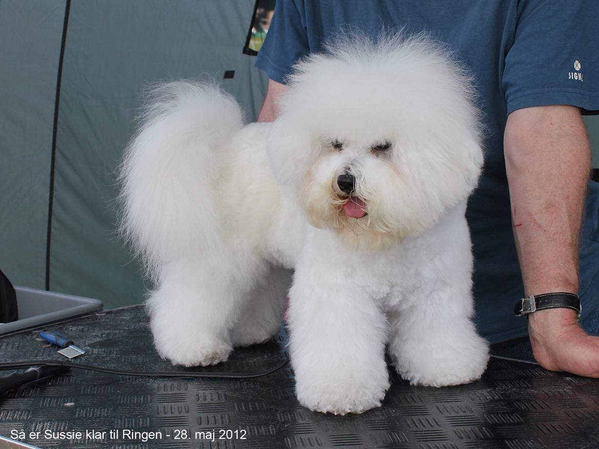 Bichon à poil frisé Sussie billede 1