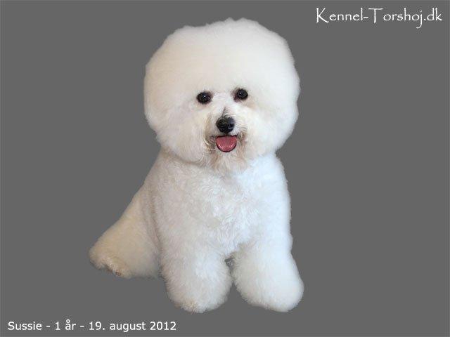 Bichon à poil frisé Sussie billede 2
