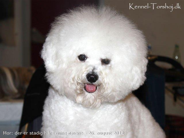 Bichon à poil frisé Sussie billede 3