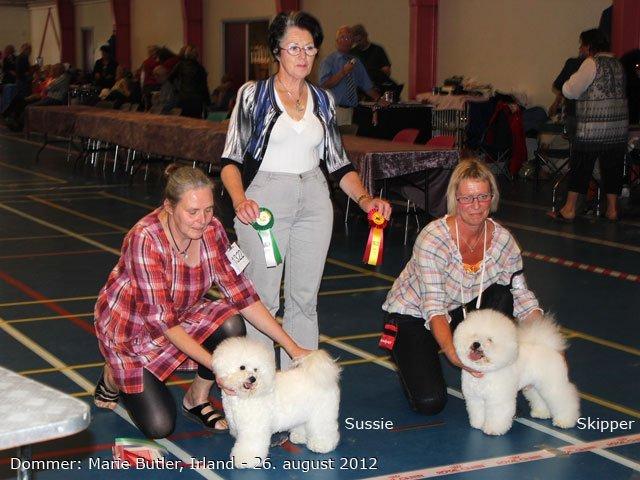 Bichon à poil frisé Sussie billede 4