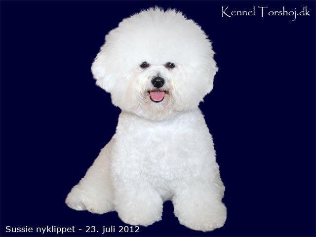 Bichon à poil frisé Sussie billede 5
