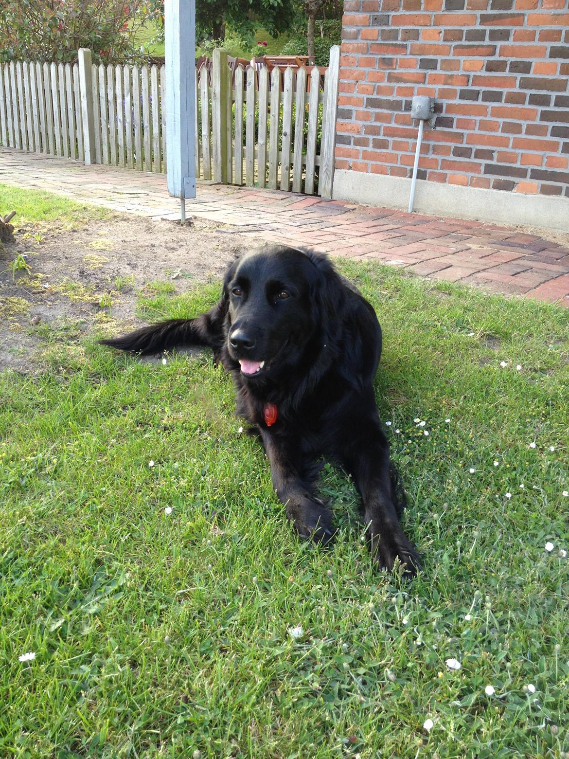 Flat coated retriever CHILI - Er jeg da ikke bare blevet en flot hund ?:-) billede 1