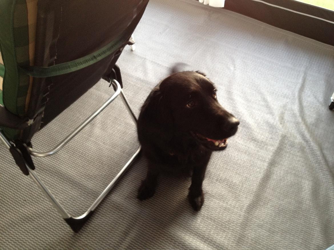 Flat coated retriever CHILI billede 2