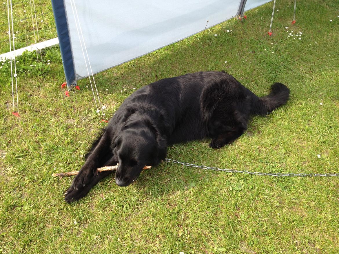 Flat coated retriever CHILI - Jeg elsker at være på camping  billede 3