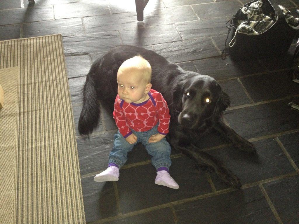 Flat coated retriever CHILI - Laura og jeg er bedste venner billede 6